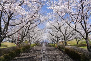 台積電熊本廠帶動周邊觀光！菊池溫泉名湯、浪漫櫻花馬拉松一次看