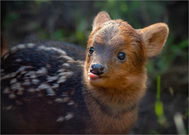 真實版小鹿斑比！　日本埼玉動物公園超萌「智利巴鹿寶寶」亮相