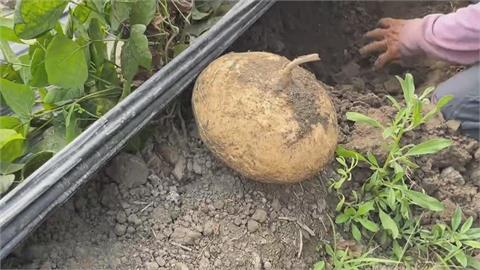 屏東九如農會成功種植新品種豆薯　生吃口感像水梨