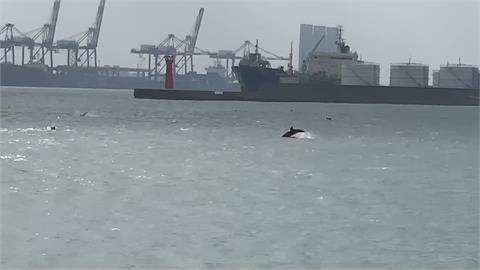 吉兆！台中港除夕湧上百隻海豚「拜年」　超優雅「飛躍身姿」罕見曝光