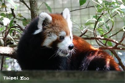 為民眾帶來10年的歡樂時光！　台北動物園長輩級小貓熊「美可」離世