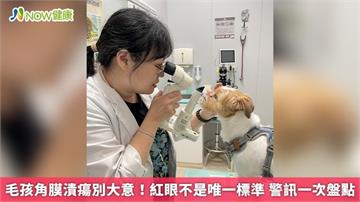 毛孩角膜潰瘍別大意！紅眼不是唯一標準 警訊一次盤點