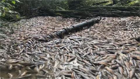 令人心碎！乾旱致溪水乾涸無法洄游產卵　加拿大驚見「數萬鮭魚屍體」