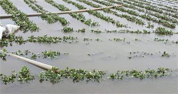 冒雨救田觸電亡　彰化45歲青農疑抽水機漏電倒地田間喪命