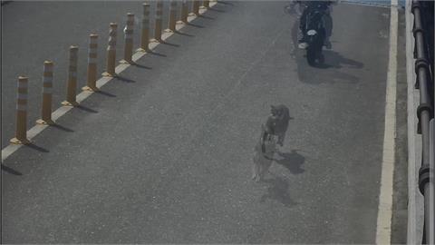 狗狗互追爆糾紛！　「飼主互毆」鬧進警局