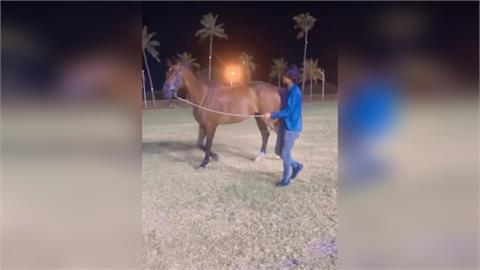 花蓮美崙田徑場運動遇到「馬」？　飼主遛馬復健惹議