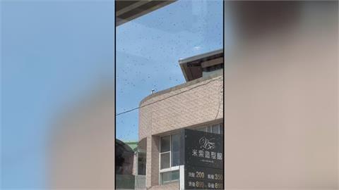 嗡嗡嗡！埔里街道上萬蜜蜂飛舞　女子撐傘擋蜂路過成「蜂」中少女