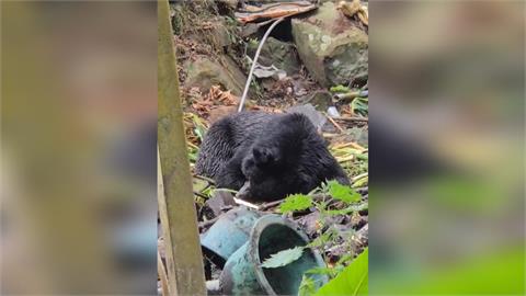 快新聞/抓到了!阿里山工寮遭闖入 黑熊因蜂蜜成功誘捕