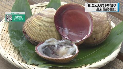 逼近手掌大！　能登鳥尾蛤拍出2.5萬日圓新天價