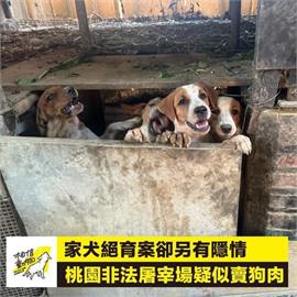 掛"雞頭"賣狗肉! 桃園觀音養雞場被爆疑似"非法屠狗"