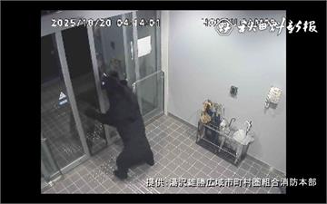 日本連環熊襲案！秋田市區1小時4傷　還闖民宅藏屋內