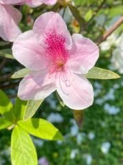 花中西施嬌嬌養　杜鵑花三月美翻台北城！