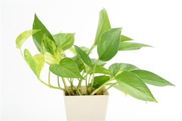 5種招財植物佈置術!輕鬆打造正能量爆棚的辦公空間