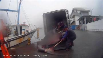快新聞／動保團體疾呼 漁業署明預告禁捕大白鯊、象鮫及巨口鯊