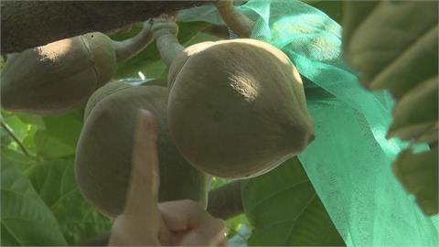 屏東九如農會引進"椰柿"5年首次收成 一顆要價500元