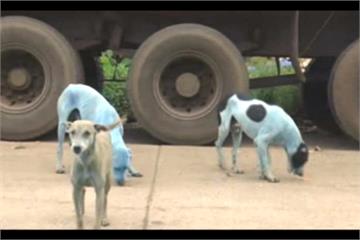 連狗都被染成藍色 印度廢水污染誇張