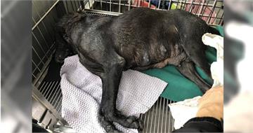 離譜動保處1/救狗變殺狗、明星犬鐵籠內慘死 動保處螺絲鬆收容所爆虐待