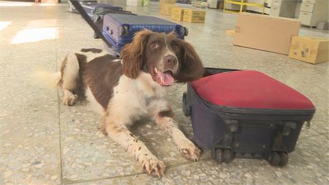 緝毒犬養成難度高！　領犬員「引味」培養靈敏嗅覺