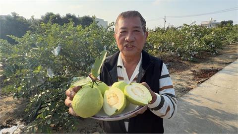 獨/高雄果農實力大賽 依外觀、口感選出「芭樂冠軍王」