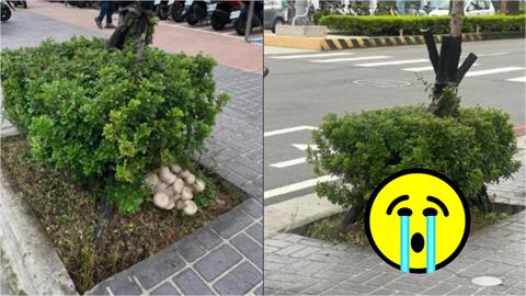 灌木叢藏「粗勇巨菇」特寫照曝光！台中人急朝聖「不到5小時」整顆全挖走
