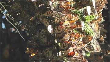 上百萬隻帝王斑蝶飛越4800公里大遷徙！20年來數量驟減亟需保育