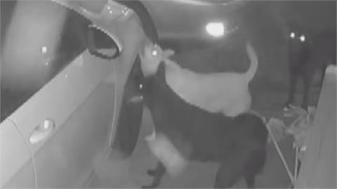 南投汽車葉子板無故遭「啃咬」　報警緝凶　罪魁禍首竟是「牠」