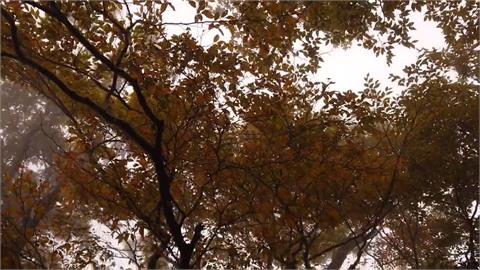 山毛櫸步道入秋成「金黃森林」　可愛黃喉貂也驚喜現身