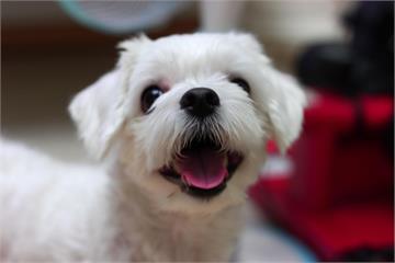 小狗生病飼主堅持安樂死！獸醫不忍決定收編　網友眼眶都濕了