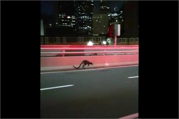 澳洲袋鼠「跳」上雪梨大橋 幸無影響交通
