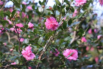 賞楓、觀銀杏、看茶梅 秋天上陽明山秘境賞花