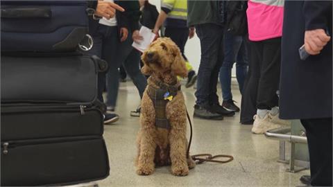 助毛小孩逃離中東！　希臘開暖心航班「提供寵物機位」