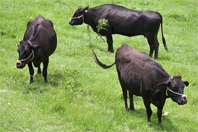 食藥署擬開放「全齡日本牛肉」進口 消基會憂:恐致狂牛症入台