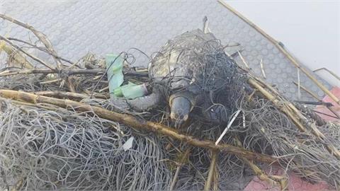 快新聞／驚！基隆碧砂漁港5歲玳瑁纏網　教練取名「厲害」原因曝光