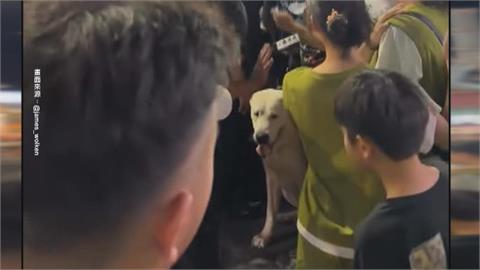 逛夜市被狗嚇到！女子、飼主爆口角　當事犬呆坐人群中