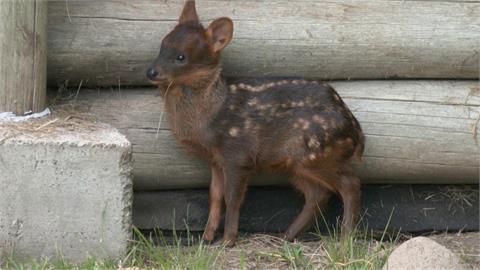 阿根廷動物園誕生罕見「普度鹿」　為世界上最小的鹿之一