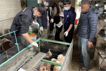 怒！疑2黑心繁殖場割狗狗聲帶　嘉畜所：嚴格查處遏止再發生