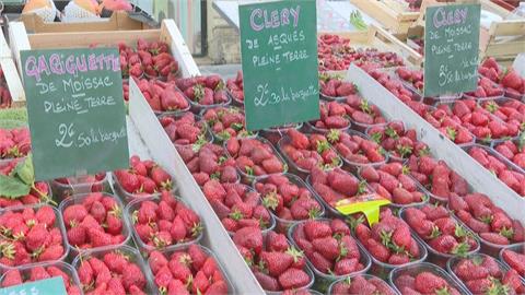 超強熱浪侵襲法國南部　草莓短短1天就熟透！