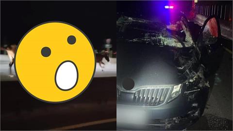 台61驚現「2馬狂飆」1匹遭撞飛倒地亡　競速畫面曝光網歪樓：已超速！