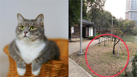 新竹公園驚見「斷頭小貓」器官散一地！已是同區域第3隻　動保處說話了