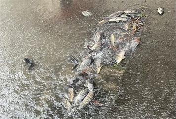 豪雨炸苗栗！吳郭魚成群攻佔排水孔　街道變魚塘網友嚇傻
