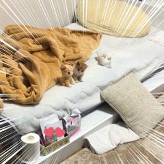 超揪心《小貓與貓玩偶》撿回家的流浪貓窩在絨毛娃娃身邊的可愛模樣引發瘋傳...