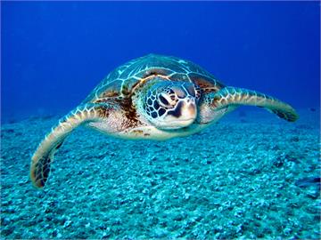 嘆「一塊錢壓死英雄」海大研究室喊停海龜救援　海委會回應了