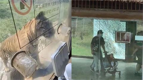 中國動物園老虎「一掌擊碎」玻璃！遊客曝「僅距離5公分」嚇壞急逃離