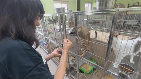 省經費？屏東動物之家「人貓同擠一室」　工作人員這樣說