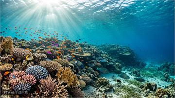 IUCN發布警訊：全球96%珊瑚礁50年內恐面臨崩潰