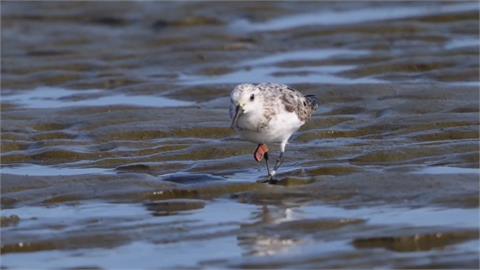 候鳥來過冬！　桃園市府許厝港溼地舉辦賞鳥活動　民眾大飽眼福