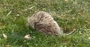 院子被丟「會呼吸的破地毯」!她見真面目急求救 專家鬆口氣:差點沒命