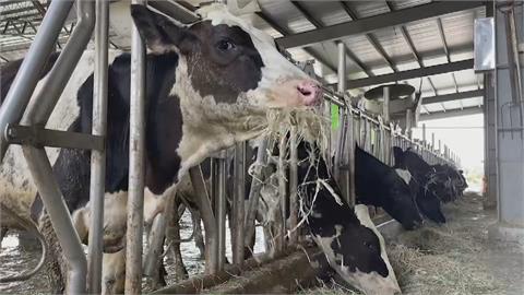 紐西蘭零關稅牛乳將進口　恐衝擊本土鮮乳
