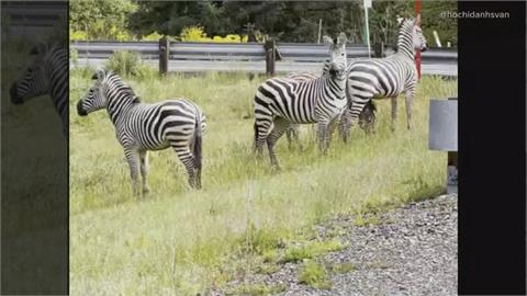 美國華盛頓州傳動物逃脫意外　4隻斑馬跑上高速公路