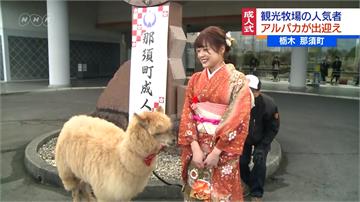 日本成年禮驚見「草泥馬」！可愛羊駝喜當接待員